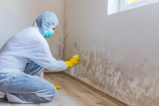 Licensed Black Mold Removal service in Hawk Run, PA - WQB Mold Removal