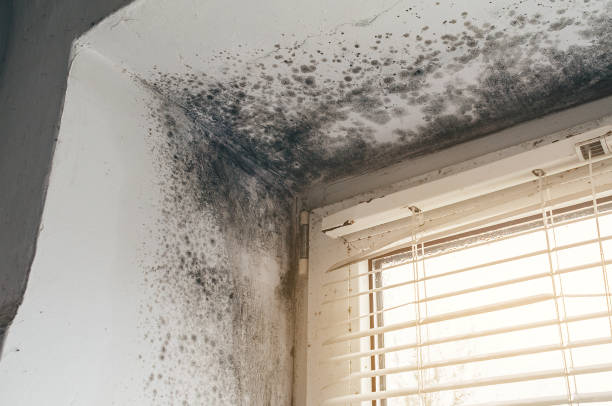 Affordable Black Mold Removal solutions in Hawk Run, PA